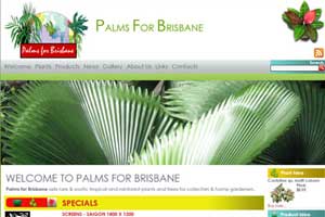Palms for Brisbane 